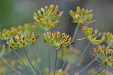 Dillsamen_0010.webp