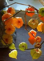 orange (16).webp