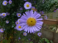 P1550313.webp