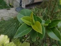 P1550476.webp