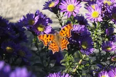 DSCF4350.webp