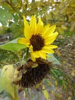P1550402.webp