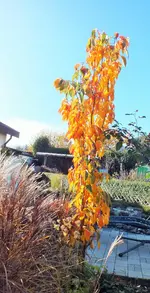DSCF4298 (2).webp