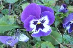 DSCF4354.jpg