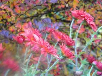 DSCN0405.webp