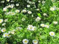 IMG_6664v.JPG