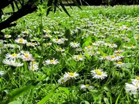 IMG_6665v.JPG