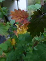 P1550480.webp