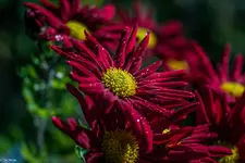 IMG_2082.webp