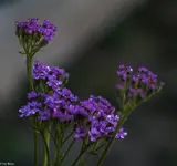 IMG_2090.webp