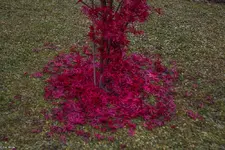IMG_2013.webp