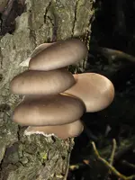 austernpilz_600x800.webp