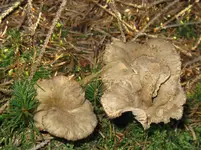 trompeten_1067x800.webp