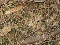 trompetenpf_1067x800.webp
