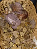 034_600x800.webp