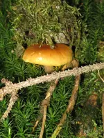 031_600x800.webp