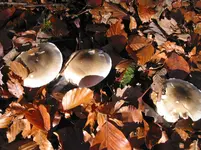013.webp