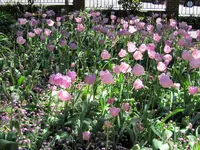 IMG_6513v.webp