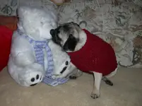 Mops 208.webp