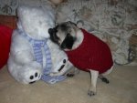Mops 208.jpg