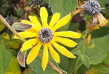 DSCF4417 (2).webp