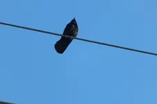DSCF4385.webp
