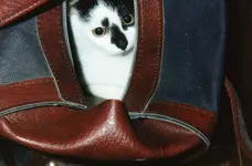 img044.webp