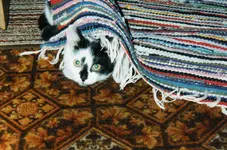 img042.webp