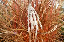 DSCF4411 (2).webp
