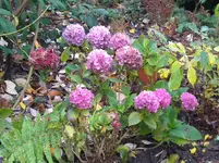 DSCN0411.jpg