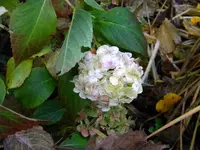 DSCN0413.webp