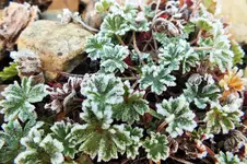 DSCF4407 (2).webp