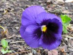 IMG_6793v.JPG