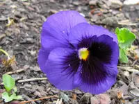 IMG_6793v.webp