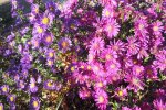 DSCF4352.jpg