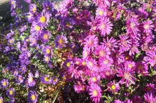 DSCF4352.webp