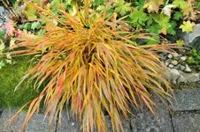 DSCF4281 (2).webp