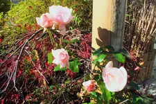 DSCF4312 (2).webp