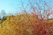 DSCF4378 (2).webp