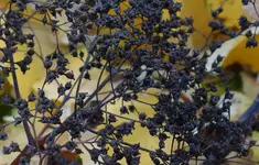 black (34).webp
