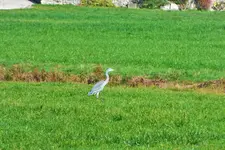 DSCF4435 (2).webp