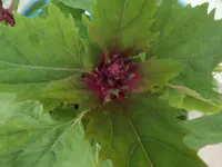 DSCF9379.webp