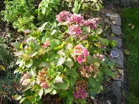 100_1866.webp