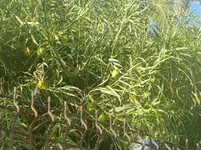 P1010517.webp