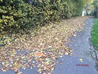 G_Feldweg_Herbst Laubfall__02.11..2015_mr.ditschy.webp
