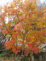 004.webp