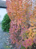 015.webp