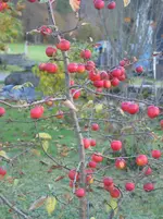 016.webp