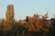 Kirsche Pappel.webp