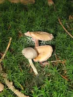 006_600x800.webp